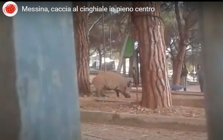 Il VIDEO della caccia al cinghiale in pieno centro a Messina