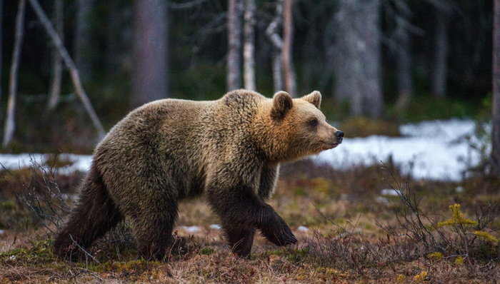 Tracciare la presenza dell’orso bruno con un monitoraggio genetico