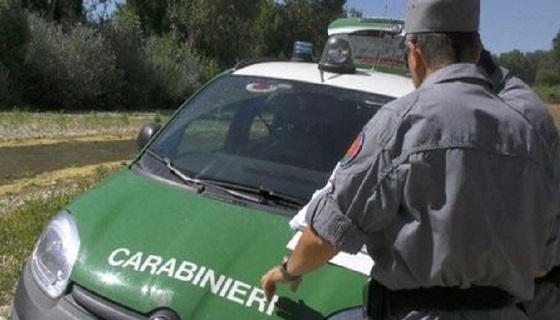 San Lorenzo del Vallo, deteneva illegalmente cardellini e fagiano denunciato