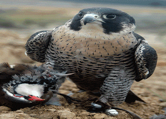 FOTO-2-halcon-peregrino-con-perdiz-roja-1 Caccia con i Falchi d’alto volo alle Pernici