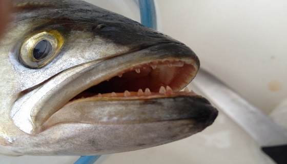 Il killer di primavera il Pesce Serra