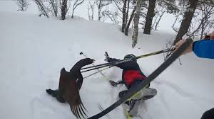 images Colpì e uccise un gallo cedrone con le racchette da sci...