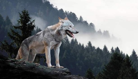 Ossola: Aumentano esponenzialmente i lupi