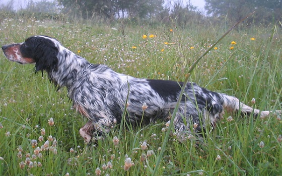 Le associazione scrivono a De Luca per l’apertura dell’attività di allenamento e addestramento cani