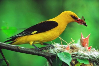 3935__7043-e1397394679242 In Inglese il Rigogolo è chiamato Eurasian Golden Oriole o semplicemente Golden Oriole.