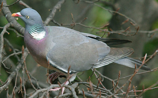 colombaccio1Carosello Colombaccio (Columba palumbus)