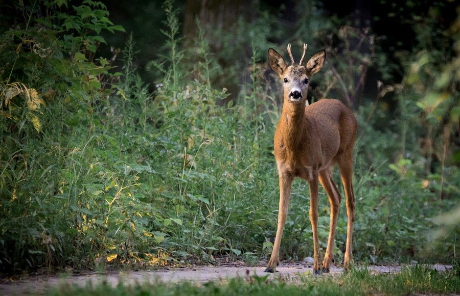 capriolo_rep_02 Cacciatore uccide il capriolo ma a mangiarselo è l'orso