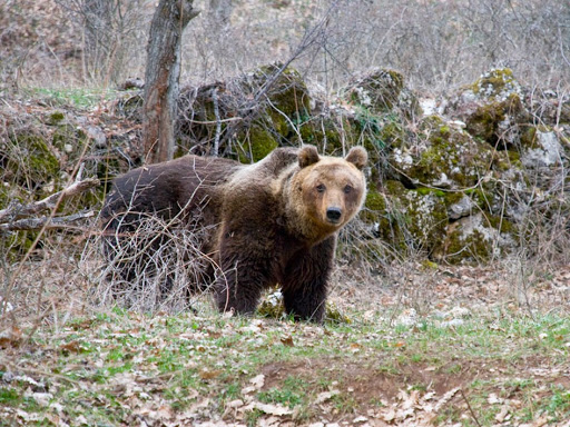 unnamed-2 Cacciatore uccide il capriolo ma a mangiarselo è l'orso