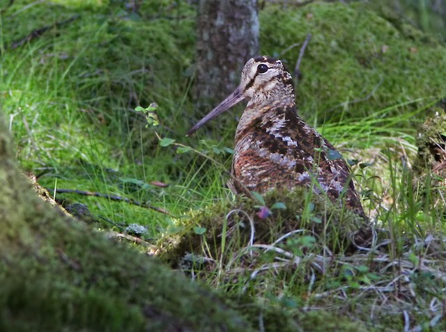 206017381 La Regina “Scolopax rusticola”