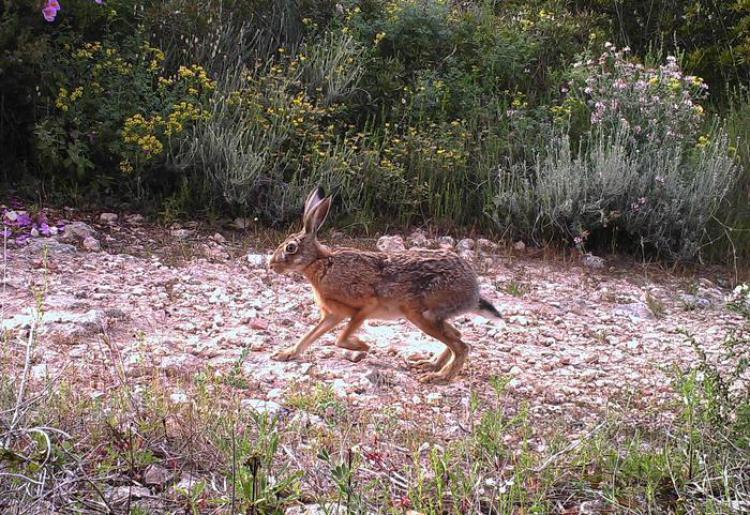 lepre10 Sardegna: Domenica 18 riapre per lepre e pernice sarda