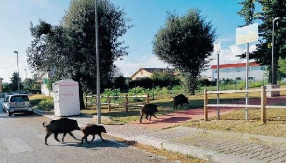 Reggio Calabria, i selecontrollori ATC1 RC1: “la Città Metropolitana abbandona al loro destino cacciatori ed agricoltori”