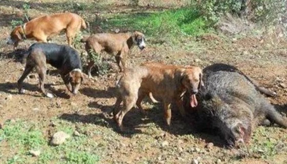Sardegna: Cani da caccia uccisi dalla pseudorabbia dei cinghiali