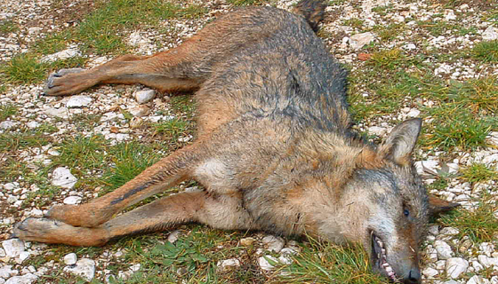 Toscana: Carcassa di lupo positiva al parassita Trichinella
