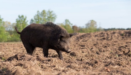 unnamed In Piemonte via libera alla caccia al cinghiale anche di notte