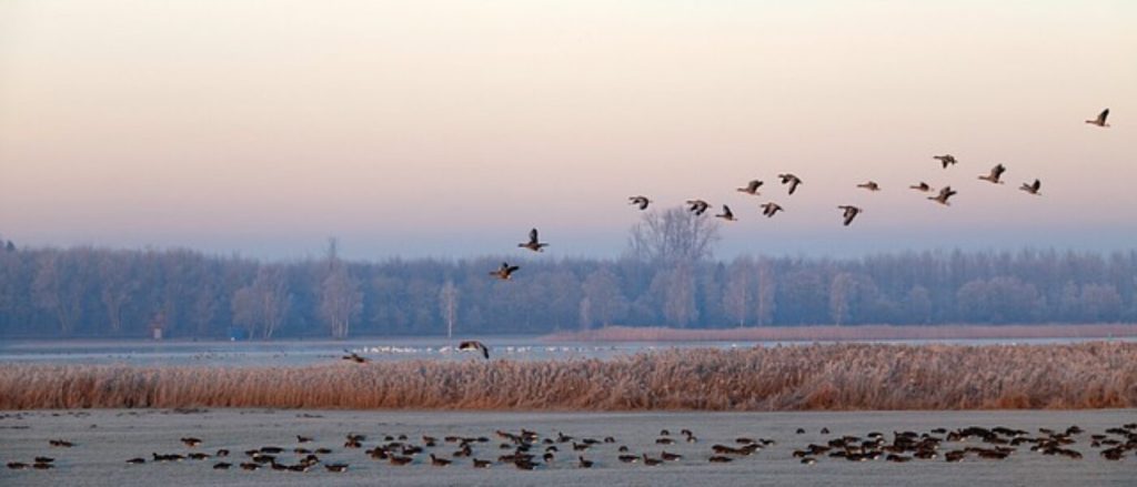 winter-4877057_640-1400x600-1-1024x439 Aggiornamento per le 544 specie di uccelli in Europa.
