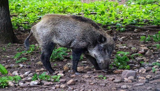 Primo caso di “Trichinosi” nel cinghiale in Calabria, riscontrato in provincia di Cosenza