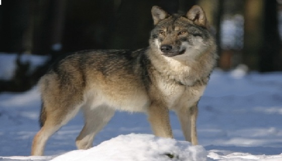 Piano lupi, si ritorna a parlare di cattura, caccia e abbattimento. L’ira delle associazioni animaliste.