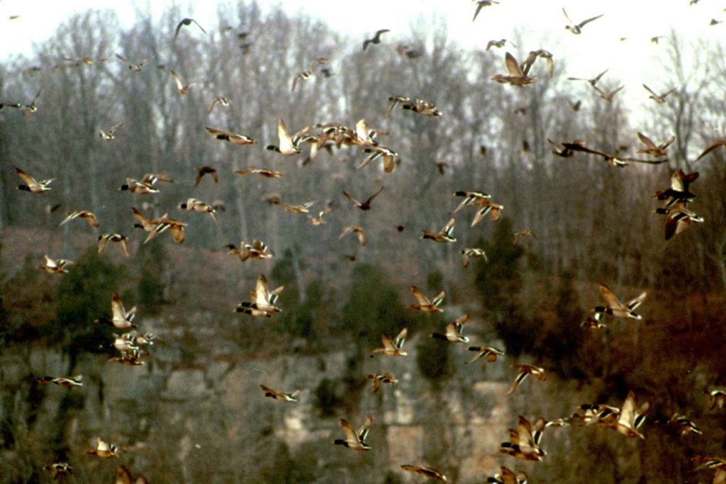 flock-of-mallards-in-flight-1024x683 Veneto: modificato calendario venatorio 3 giorni per sparare ad avifauna acquatica