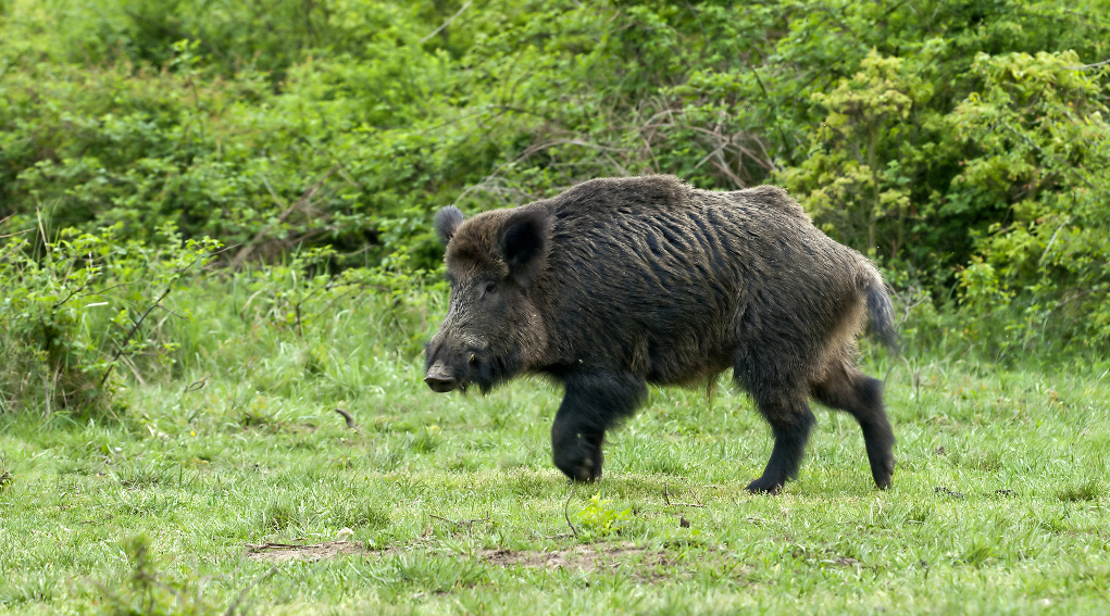 Caccia-di-selezione-al-cinghiale-in-Campania-pronti-a-partire Via libera al calendario venatorio in Emilia Romagna dal 16 aprile, ma solo per la caccia al cinghiale