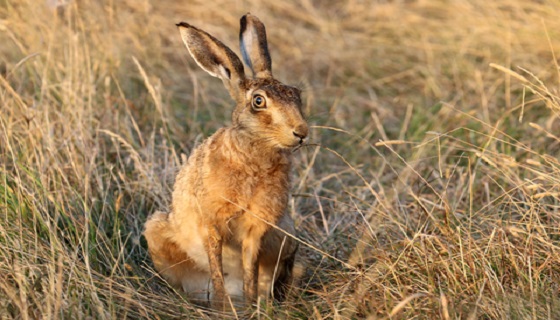 Lepre marrone nome scientifico Lepus europaeus