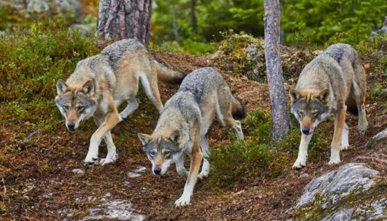 Per il biologo Marcel Züger il lupo diventerà pericoloso per i bambini