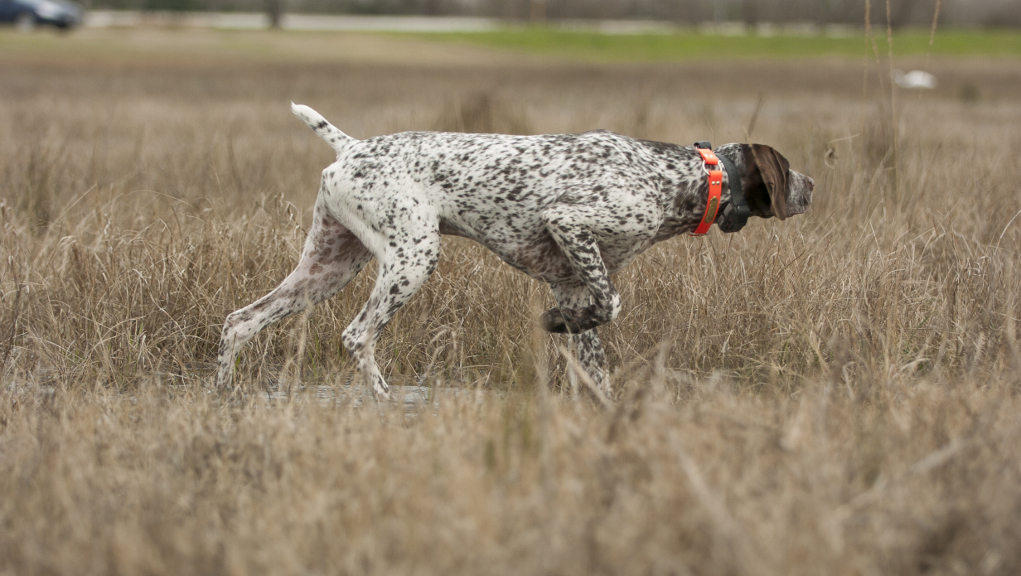 Collari-acustici-per-cani-il-parere-del-ministero-della-Salute Il collare elettrico per cani è legale? Ecco cosa dice la legge