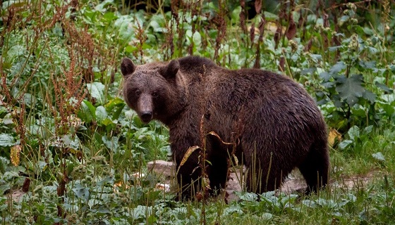 Slovenia: Tribunale consente l’abbattimento di 222 orsi, ambientalisti sconfitti