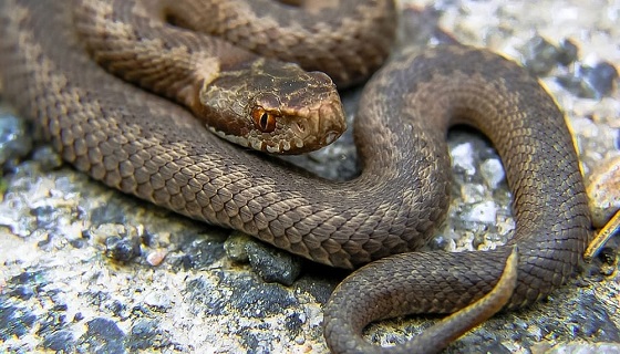 Vipera italiana: come riconoscerla e cosa fare se ci morde