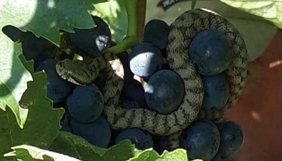 Vipera aspis attorcigliata ad un grappolo d’uva