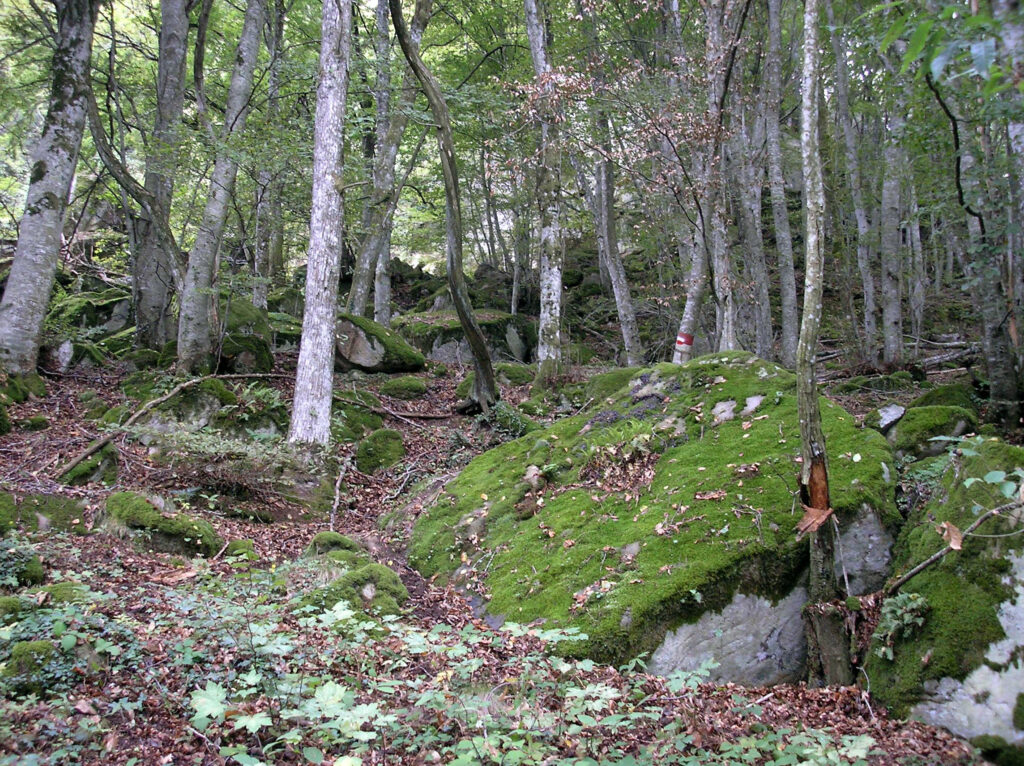 bosco-nei-pressi-di-sassofortino-1024x766 Punti di vista La caccia può diventare un’alleata della biodiversità?