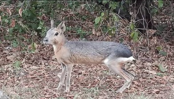 Fotografato un “alieno” vicino a Vergiate.