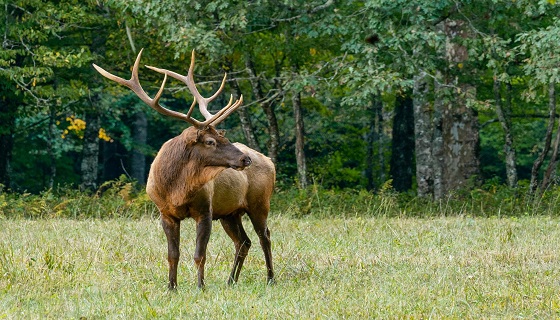 Trento: Si apre la stagione della caccia, superati i 4.000 abbattimenti concessi solo per il cervo