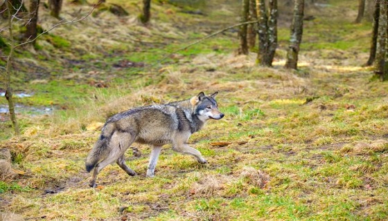 La Svezia riapre la caccia ai lupi: sono troppi e uccidono le renne