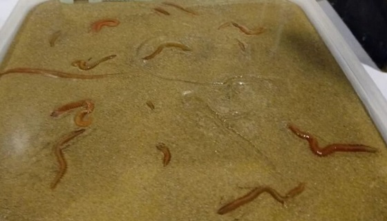 Completato il primo allevamento di vermi marini, è un progetto sperimentale