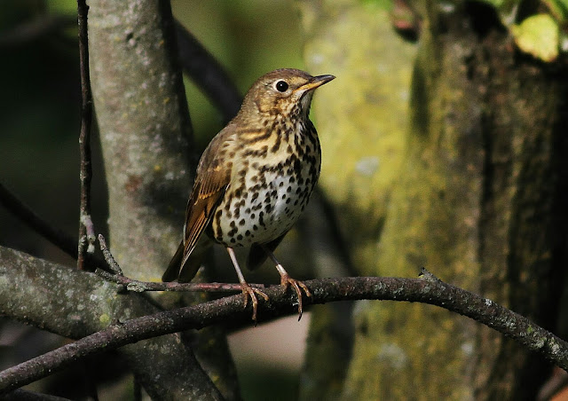 2015-10-00_Tordo-bottaccio-Sebastianelli Arriva il tordo bottaccio (Turdus philomelos)