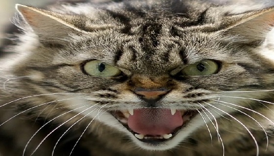 Le specie aliene che minacciano l’ecosistema italiano: dal pesce siluro al… gatto