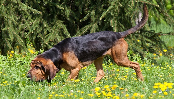 Cane di sant’Uberto il Bloodhound il miglior fiuto del mondo