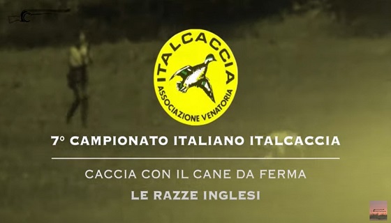 Caccia al Fagiano_ Cani da ferma Inglesi _ 7° Campionato ItalCaccia