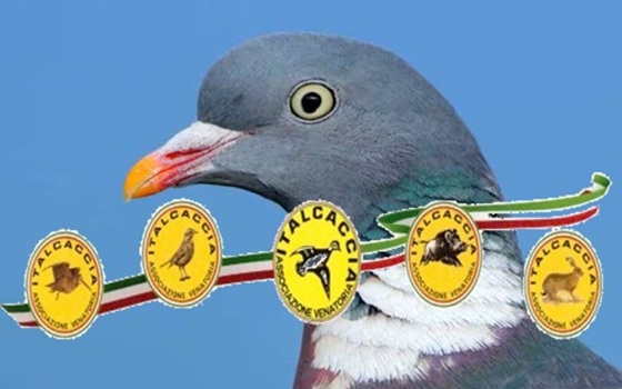 ItalCaccia prosegue la battaglia contro lo sterminio del Colombaccio